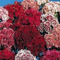 584000-dianthus-barbatus-dubbelbloemig-gemengd-tall-double-mixed