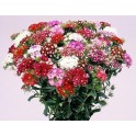 584100-dianthus-barbatus-floriade-mix-herald-spring