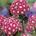 584160-dianthus-barbatus-heimatland