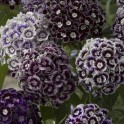 584170-dianthus-barbatus-hollandia-purple-crown