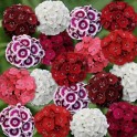 584200-dianthus-barbatus-indian-carpet-mixed