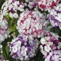 584210-dianthus-barbatus-kaleidoscope-mix