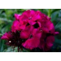 584220-dianthus-barbatus-oeschberg