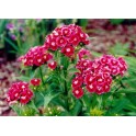 584250-dianthus-barbatus-scarlet-beauty