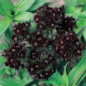 584260-dianthus-barbatus-black-cherry