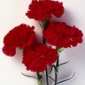 584700-dianthus-caryophyllus-nero