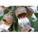 585200-digitalis-lanata-cafe-creme