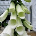 585300-digitalis-purpurea-alba