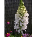 585320-digitalis-purpurea-anne-redetzky