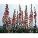 585350-digitalis-purpurea-apricot-beauty