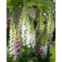585365-digitalis-purpurea-candy-mountain-mixed