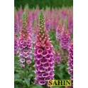585370-digitalis-purpurea-candy-mountain-rose