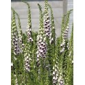 585590-digitalis-purpurea-pam-choice