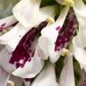 585594-digitalis-purpurea-pam-split
