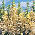 585600-digitalis-purpurea-primrose-carousel