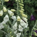 585650-digitalis-purpurea-ssp-heywoodii-silver-fox