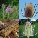 585785-dipsacus-fullonum-ssp-sativum