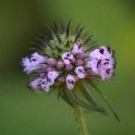 585786-dipsacus-japonicus