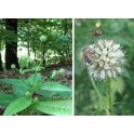 585790-dipsacus-pilosus
