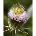 585800-dipsacus-sativus