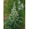 586490-echium-italicum