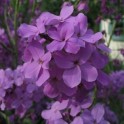 591000-hesperis-matronalis-violet