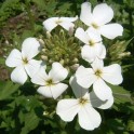 591010-hesperis-matronalis-white