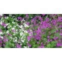 596180-lunaria-annua-mixed