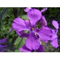 596200-lunaria-annua-purperviolet