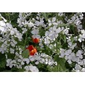 596300-lunaria-annua-sissinghurst-white