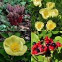 599364-paeonia-mlokosewitschii