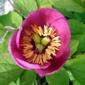 599367-paeonia-obovata