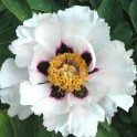 599369-paeonia-rockii
