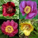599370-paeonia-species