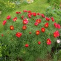 599375-paeonia-tenuifolia