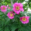 599390-paeonia-veitchii