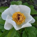 599395-paeonia-wittmanniana