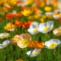 599400-papaver-alpinum-almrausch-mischung
