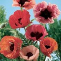599595-papaver-orientale-choice-mixed