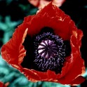 599600-papaver-orientale-brilliant-beauty-livermere