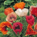 599640-papaver-orientale-pizzicato