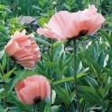 599650-papaver-orientale-princess-victoria-louise-queen-alexandria