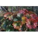 599740-peltiphyllum-peltatum
