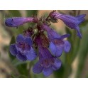 599750-penstemon-alpinus