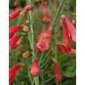 599760-penstemon-barbatus-coccineus