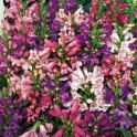 599780-penstemon-barbatus-rondo
