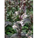 599790-penstemon-digitalis-huskers-red