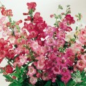 599800-penstemon-hartwegii-sensation-mixed