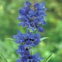 599820-penstemon-heterophyllus-true-blue-electric-blue