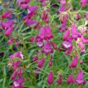 599830-penstemon-mexicale-sunburst-pink